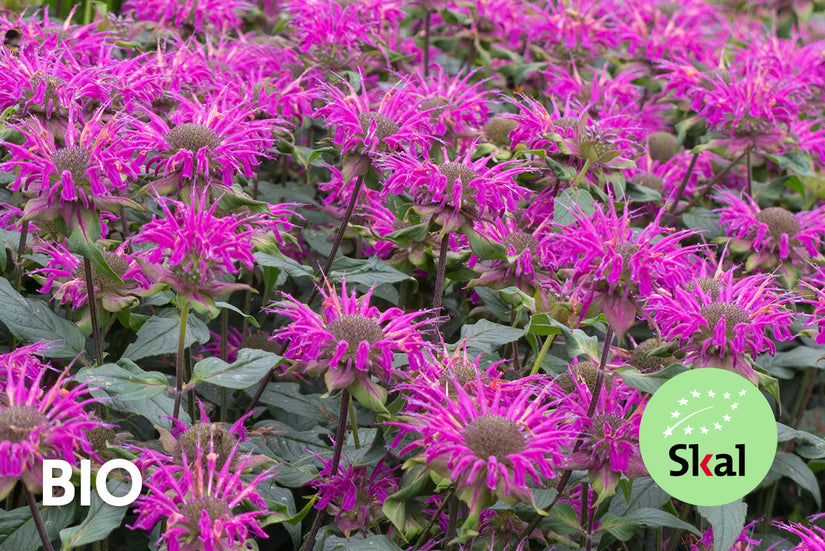 Bio-Bergamottepflanze - Monarda 'Prarienacht' Bio-Bergamottepflanze - Monarda 'Prarienacht'