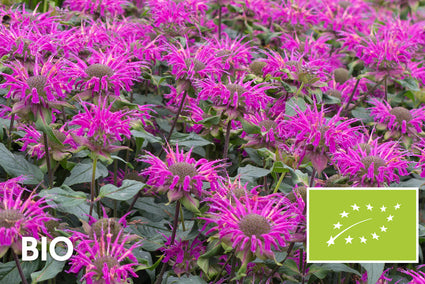 Bio-Bergamottepflanze - Monarda 'Prarienacht'