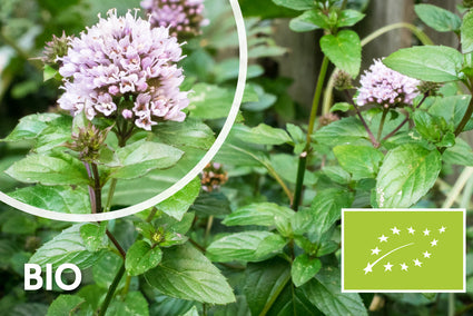 Bio-Minze - Mentha piperita