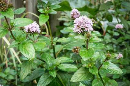 Bio-Minze - Mentha piperita