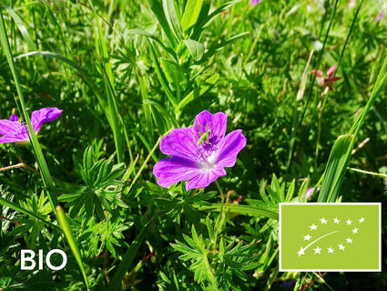 Biologische Ooievaarsbek (Lage soort) - Geranium sanguineum 'Tiny Monster'