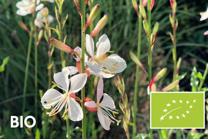 Schöne Bio-Kerze – Gaura lindheimeri