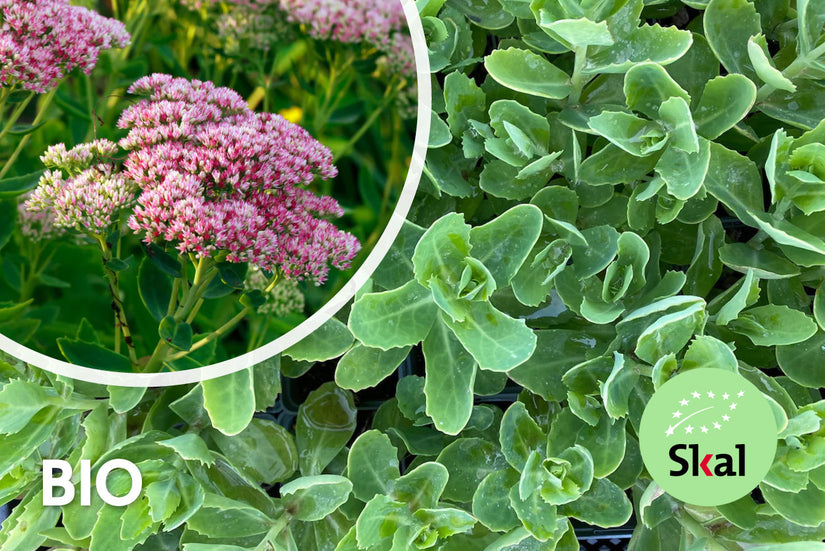 Bio-Fetthenne - Sedum 'Herbstfreude' Bio-Fetthenne - Sedum 'Herbstfreude'