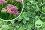Bio-Fetthenne - Sedum 'Herbstfreude' Bio-Fetthenne - Sedum 'Herbstfreude'