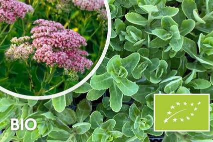 Bio-Fetthenne - Sedum 'Herbstfreude'