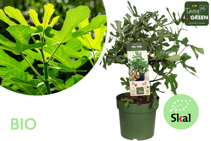 Bio-Feigenstrauch - Ficus Little Miss Figgy