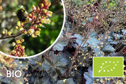 Bio-Lila Glockenblume - Heuchera micrantha 'Palace Purple'