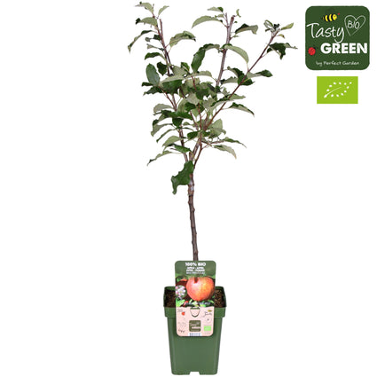 Bio-Apfelbaum - Malus domestica 'Gala' Kompakt, Halbstamm