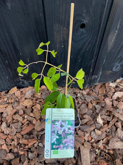 Bio Clematis armandii 'Apfelblüte' BIO