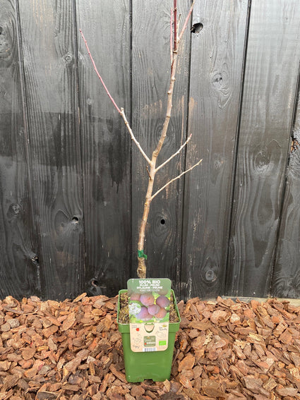 Bio Pflaumenbaum - Prunus Domestica Opal BIO