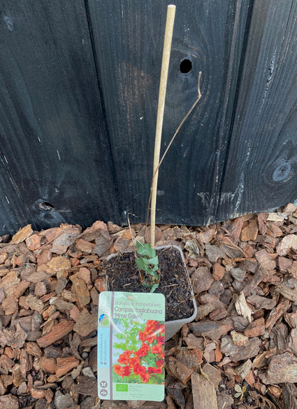 Bio-Trompetenblume (rot) - Campsis x tagliabuana 'Mme Galen'