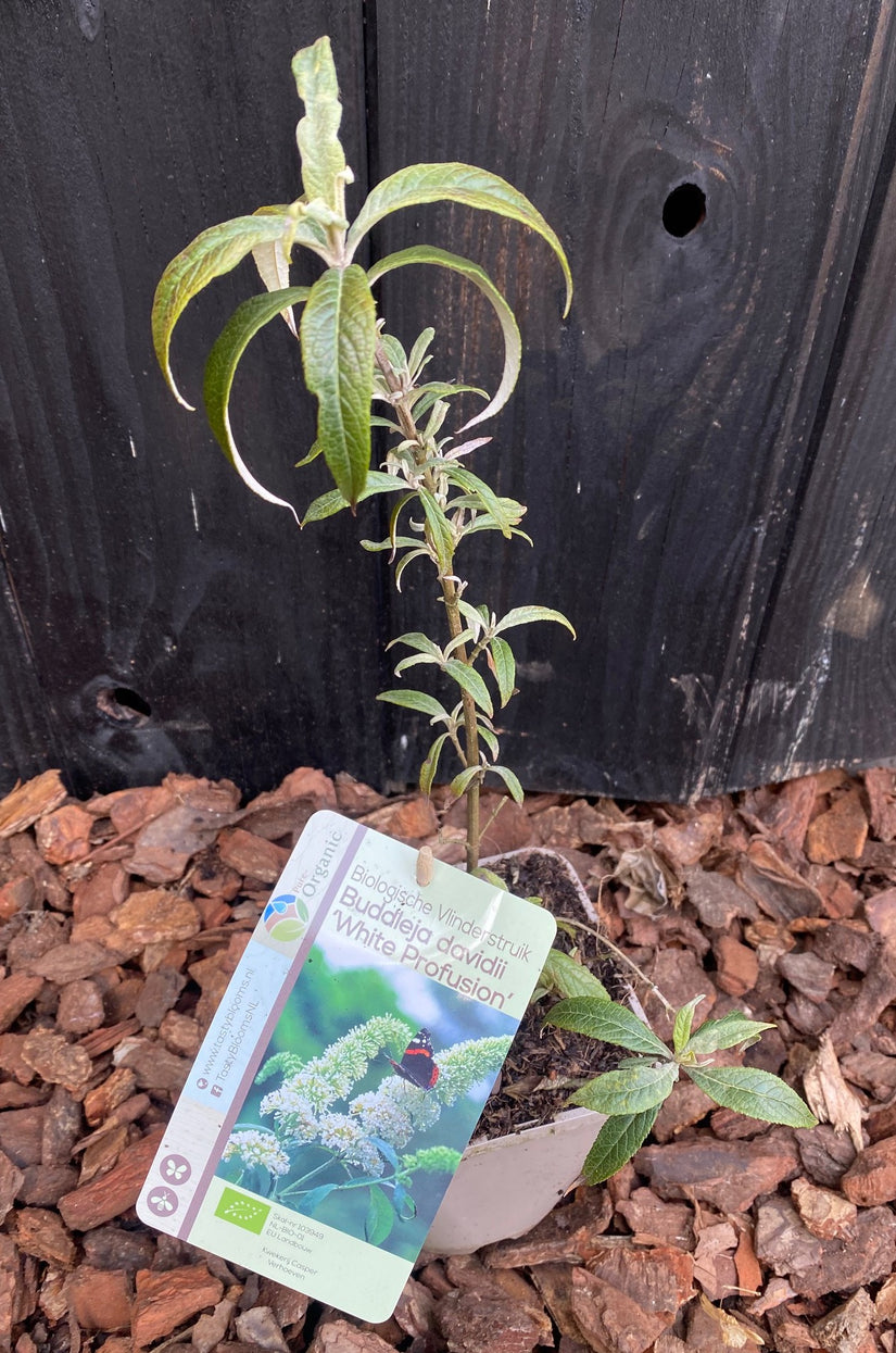 Bio-Schmetterlingsstrauch (weiß) - Buddleja davidii 'White Profusion' BIO Bio-Schmetterlingsstrauch (weiß) - Buddleja davidii 'White Profusion' BIO