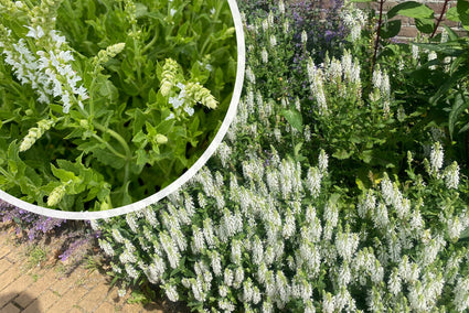 Salbei (Weiß) - Salvia x sylvestris 'Schneehügel'