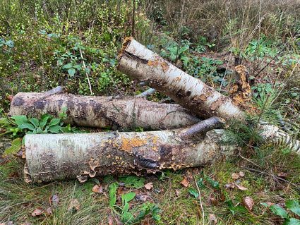 Birkenstamm 120 cm - Set bestehend aus 3 Teilen