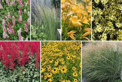 Beetpaket Ilse - Stauden & Ziergras - Rot & Gelb - Halbschatten & Sonne