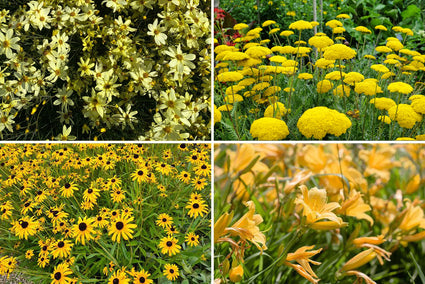 Beetpaket Janneke – Stauden Gelb blühend – Sonne und Halbschatten