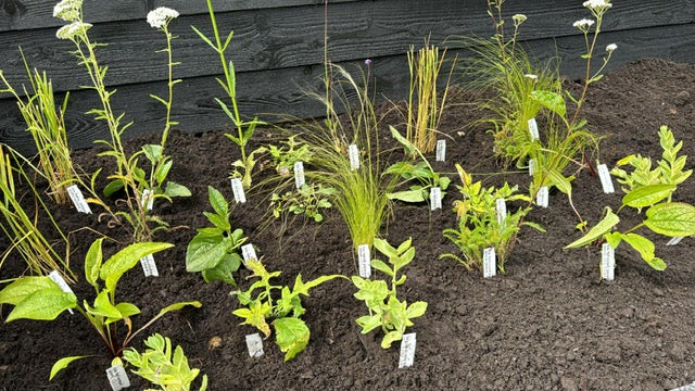 Beetpaket Trocken – Kompletter Präriegarten – Ziergras und Stauden – Lila, Rosa, Weiß und Gelb – Halbschatten und Sonne Beetpaket Trocken – Kompletter Präriegarten – Ziergras und Stauden – Lila, Rosa, Weiß und Gelb – Halbschatten und Sonne