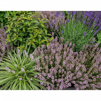 Sfeerimpressie ai borderpakket rijno