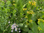 brandkruid 'phlomis' met bloeiende zomeraster brandkruid 'phlomis' met bloeiende zomeraster