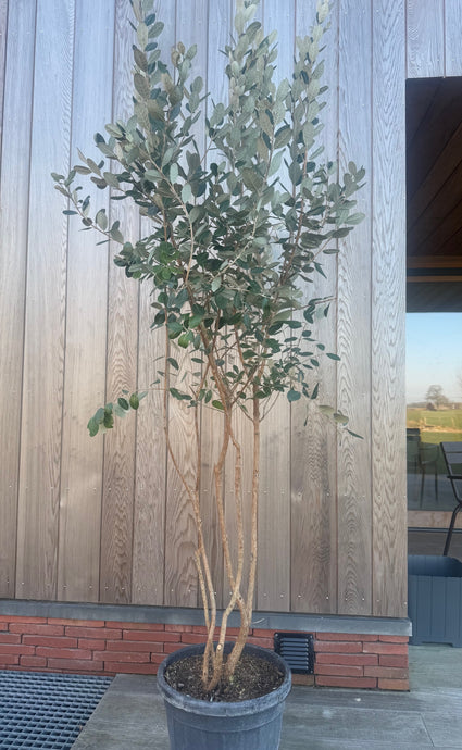 Brasilianische Guave - Acca Sellowiana