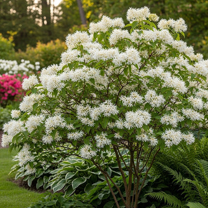 Schneeflockenbaum - Chionanthus virginicus