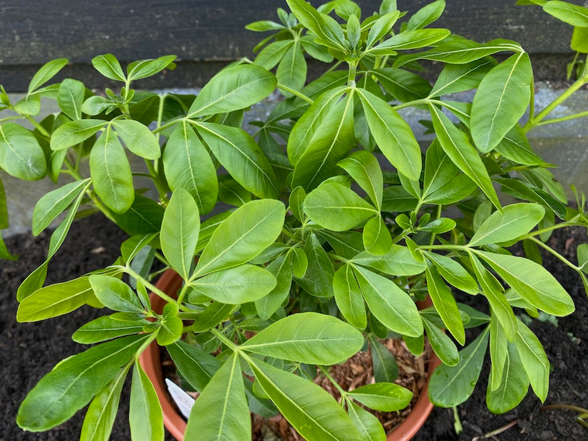 Mexikanische Zitronenblüte - Choisya Ternata Mexikanische Zitronenblüte - Choisya Ternata