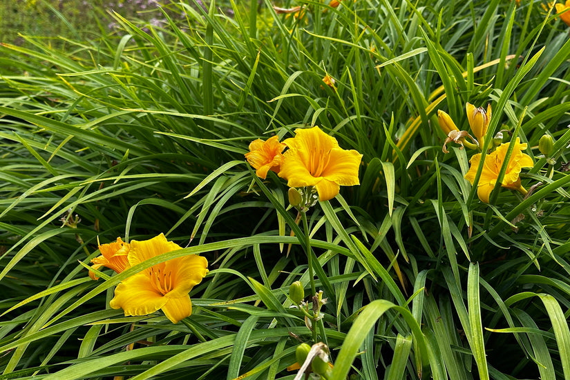 Taglilie (Gelb) - Hemerocallis 'Stella de Oro' Taglilie (Gelb) - Hemerocallis 'Stella de Oro'