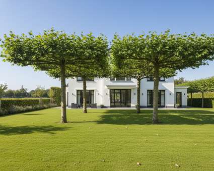 Dachplatane - Platanus x acerifolia - Dachplatane quadratisches Spalier 120x120 cm