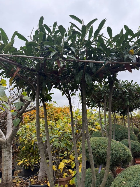 Mehrstämmiger Dachbaum - Buche Carpinus 180x180 cm Rahmen Mehrstämmiger Dachbaum - Buche Carpinus 180x180 cm Rahmen