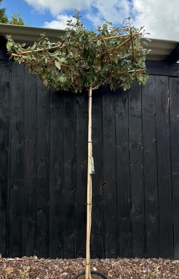 Dachbaum Olivenweide - Elaeagnus ebbingei - Immergrün und quadratisches Spalier 120x120 cm