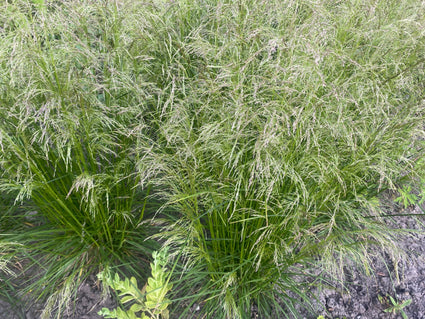 Rauer Geruch (Höhe 100 cm) – Deschampsia caespitosa – Heimisches Ziergras