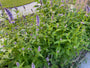 Süßholzpflanze - Agastache foeniculum TIPP Süßholzpflanze - Agastache foeniculum TIPP