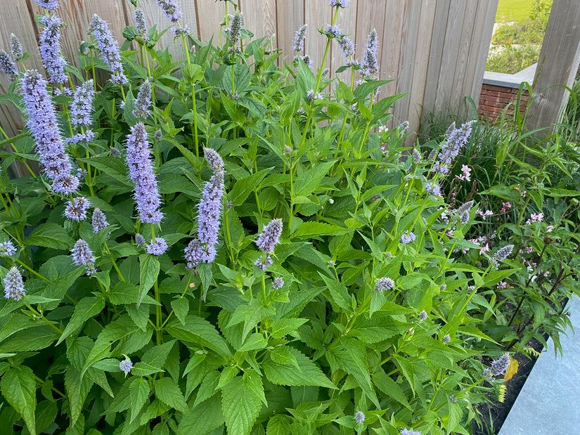 Süßholzpflanze - Agastache foeniculum TIPP Süßholzpflanze - Agastache foeniculum TIPP