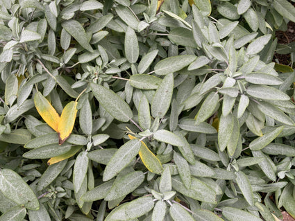 Bio Echter Salbei - Salvia officinalis (Essbare Pflanze)