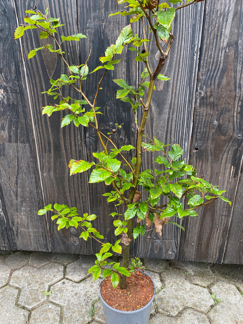 Fagus beuk in C4 pot 80-100 cm. In pot gekweekt = betere aangroei tov blote wortel!  Fagus beuk in C4 pot 80-100 cm. In pot gekweekt = betere aangroei tov blote wortel!