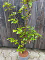 Fagus beuk in C4 pot 80-100 cm. In pot gekweekt = betere aangroei tov blote wortel!  Fagus beuk in C4 pot 80-100 cm. In pot gekweekt = betere aangroei tov blote wortel!