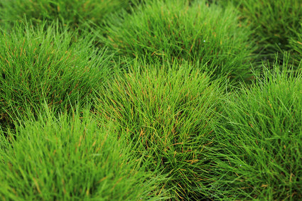 Bio-Schwingel - Festuca Gautieri