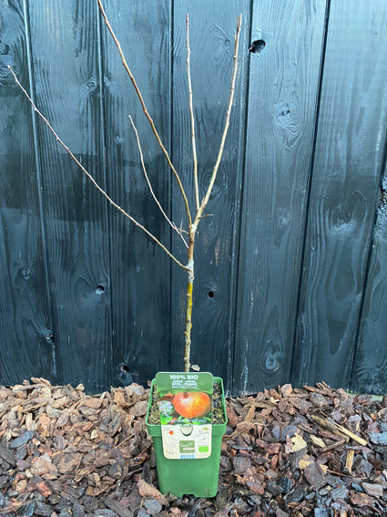 Winterbeeld Malus Gala Biologische Appelboom in C6.5 pot