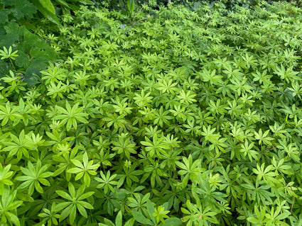 Waldmeister - Galium odoratum - (auch pro m2)
