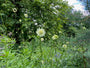 Gelbe Scabiosa / Riesen-Scabiosa - Cephalaria gigantea Gelbe Scabiosa / Riesen-Scabiosa - Cephalaria gigantea