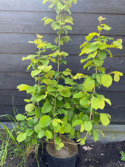 voorbeeld corylus avellana c7.5 pot