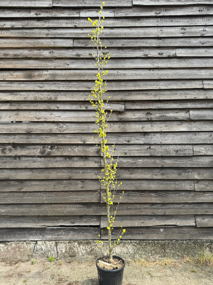 goudiep zuilvorm ulmus wredei in C10 pot