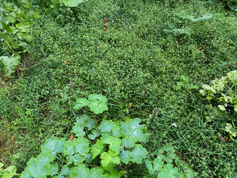 Große Mauer - Stellaria holostea Große Mauer - Stellaria holostea