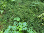 Große Mauer - Stellaria holostea Große Mauer - Stellaria holostea