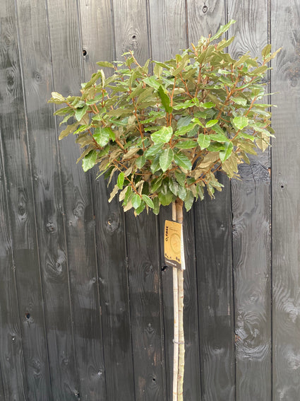 Olivenweide am Stamm - Elaeagnus Ebbingei Compacta