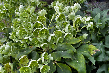 Helleborus - Helleborus argutifolius