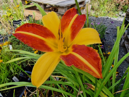 Bio-Taglilie (Gelb/Rot) - Hemerocallis 'Frans Hals'