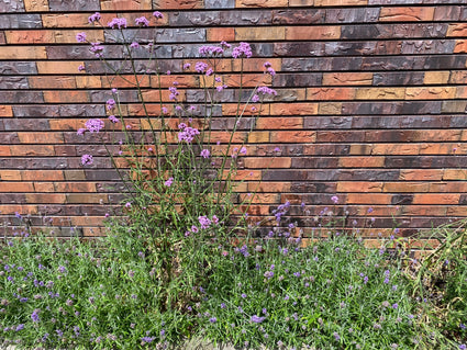 Bio-Eisenkraut (hohe Art 150 cm) – Verbena Bonariensis