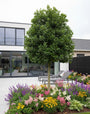 camelia japonica op stam camelia japonica op stam