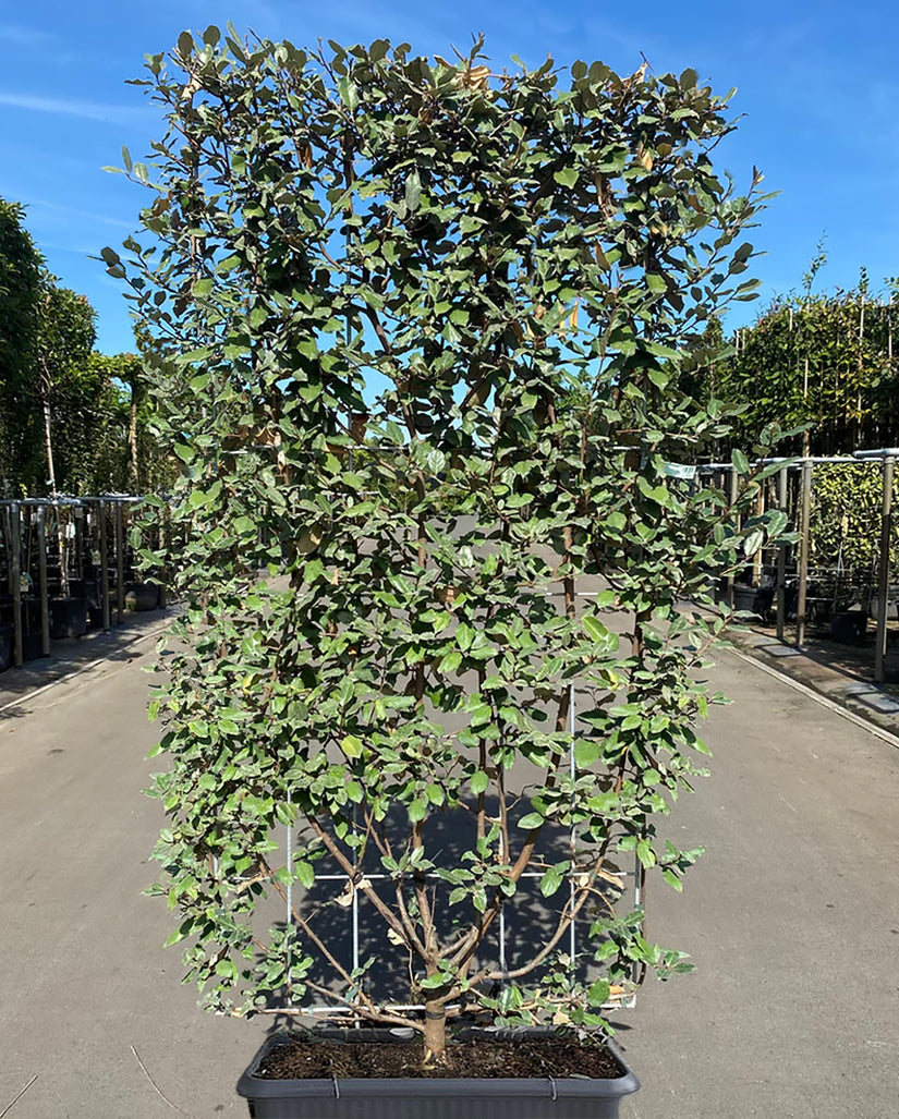 Fertig geschnittene Hecke Immergrüne Ölweide - Elaeagnus ebbingei Compacta 180 x 120 cm Fertig geschnittene Hecke Immergrüne Ölweide - Elaeagnus ebbingei Compacta 180 x 120 cm